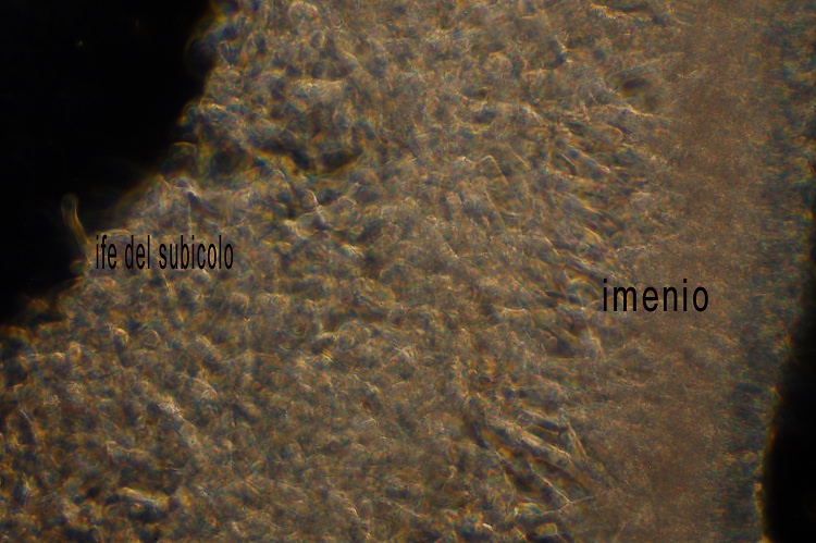 Una Crosta da studiare - foto 0423 (Phanerochaete sordida)